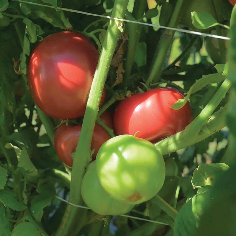 Strawberry Fields Specialty Tomatoes