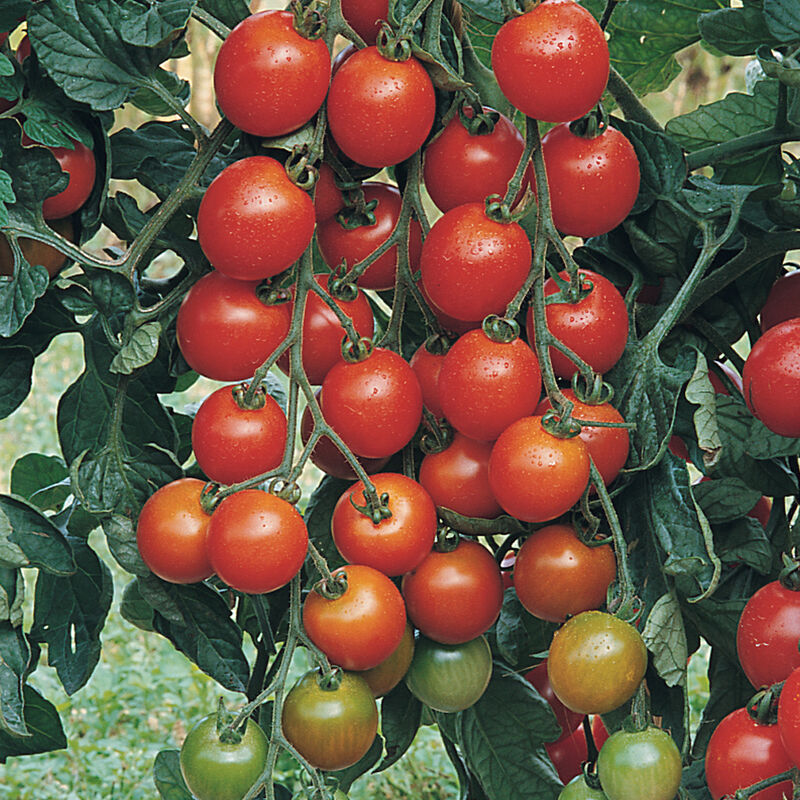 Favorita Cherry Tomatoes