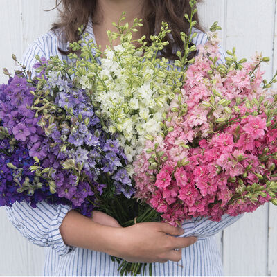 QIS™ Larkspur Formula Mix QIS™ Larkspur Formula Mix Larkspur
