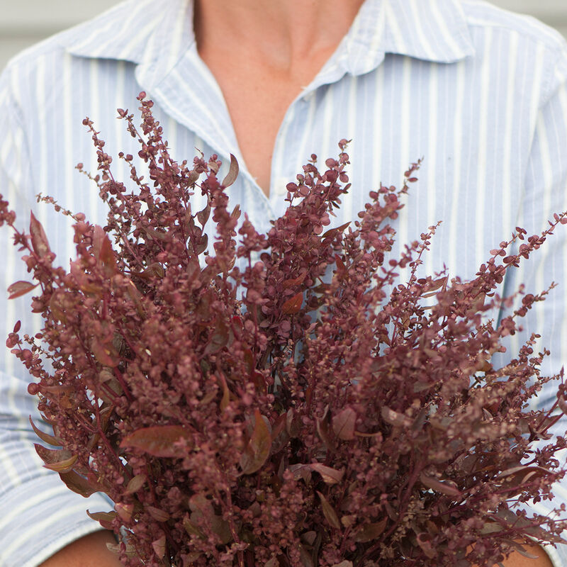 Red Plume Atriplex