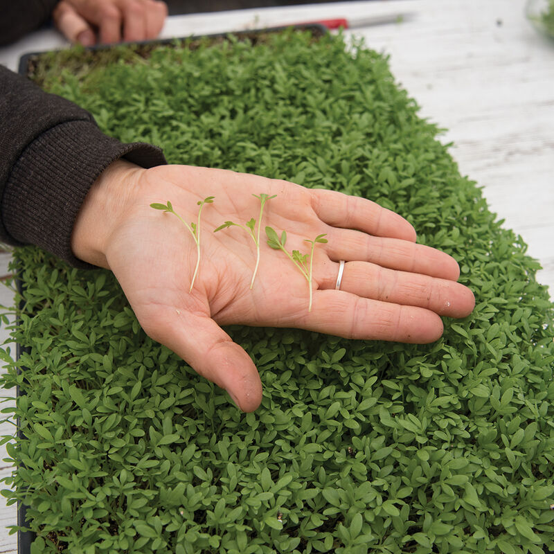 Cress, Cressida Microgreen Vegetables