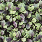 Moonshadow Mustard Greens