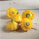 Sunburst Summer Squash