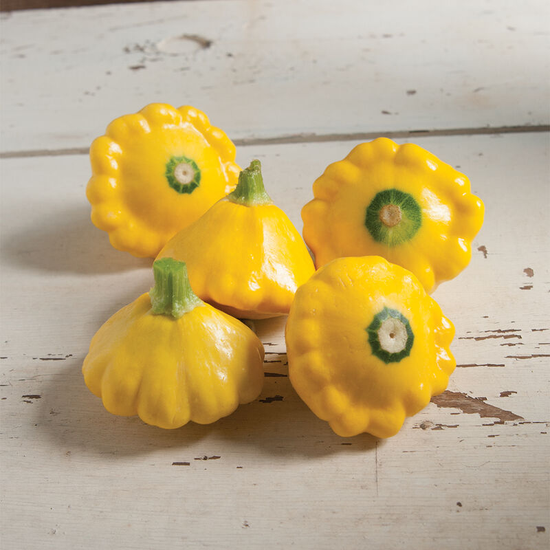 Sunburst Summer Squash