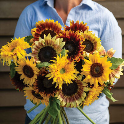 Summer Breeze Mix Tall Sunflowers