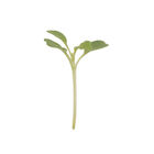 Arugula, Wasabi Microgreen Vegetables