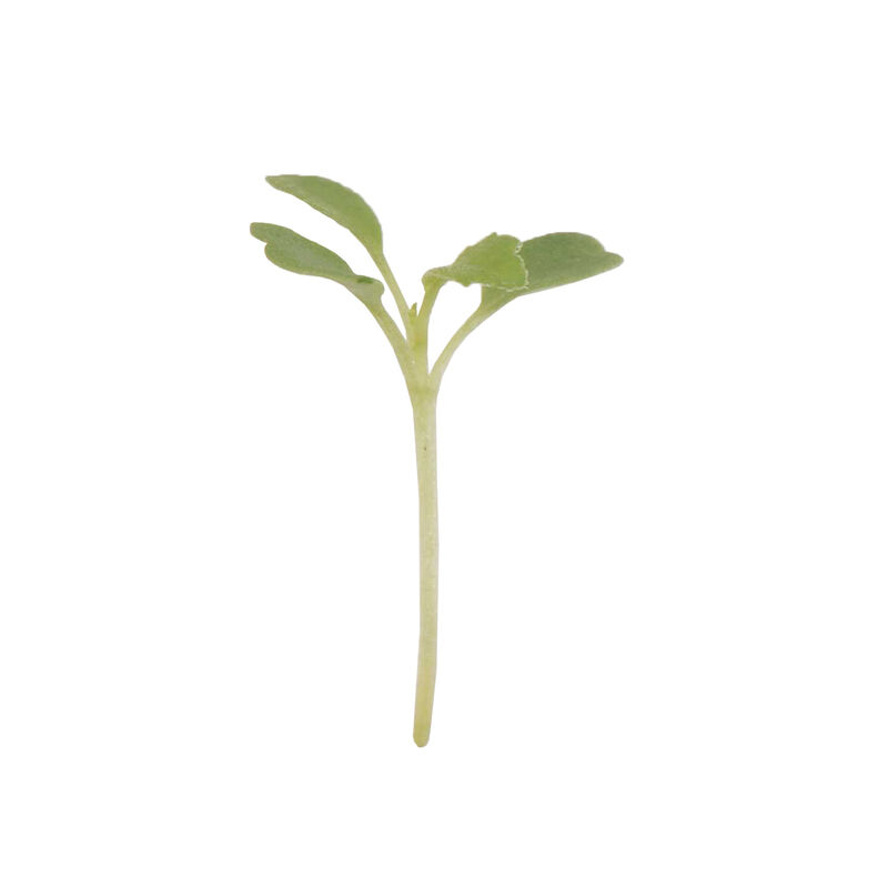 Arugula, Wasabi Microgreen Vegetables