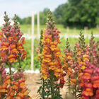 Opus™ III Early Bronze Snapdragon