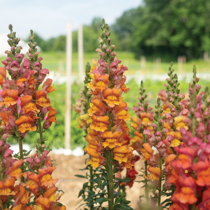 Opus™ III Early Bronze Snapdragon