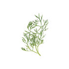 Confetti Cilantro (Coriander)