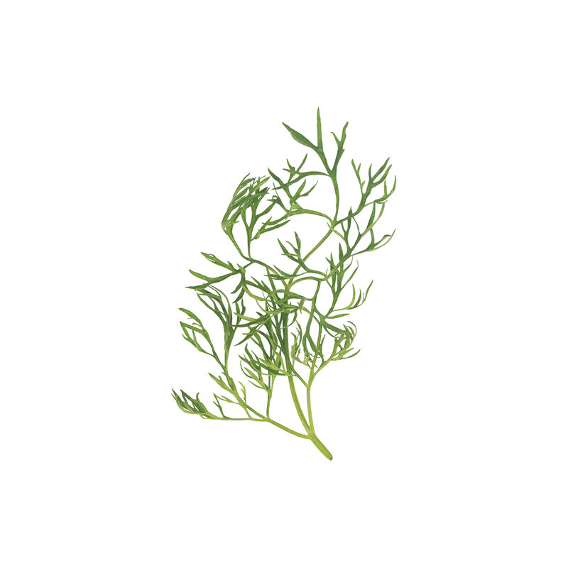 Confetti Cilantro (Coriander)