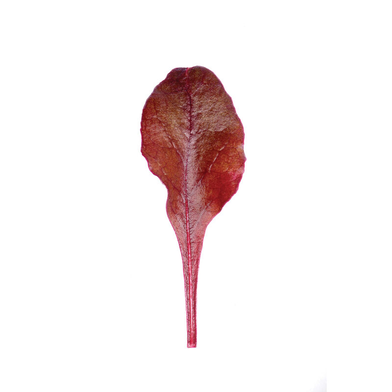 Bull's Blood Beet Greens