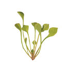 Claytonia Specialty Greens