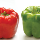 Procraft Procraft Sweet Bell Peppers