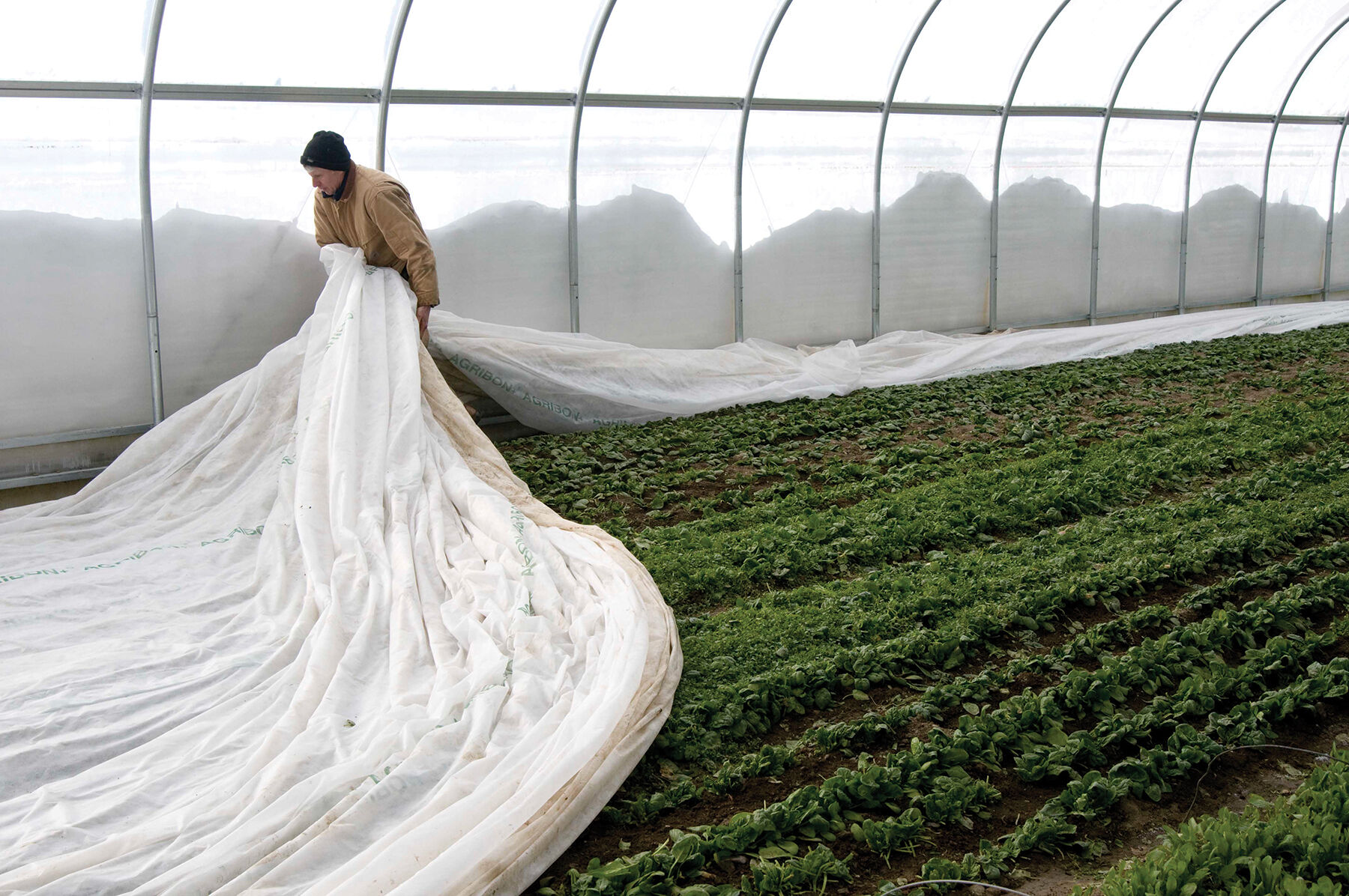 Agribon 50 shop frost blanket