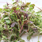 Kale, Kalefetti Mix Microgreen Mixes