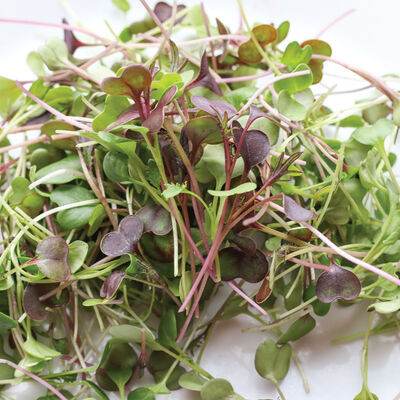 Kale, Kalefetti Mix Microgreen Mixes