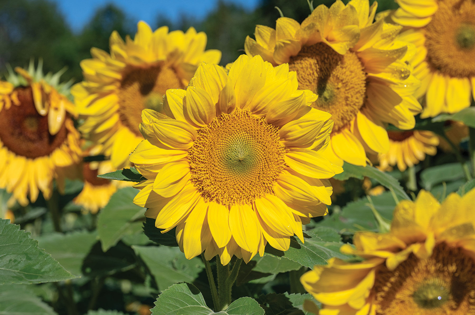 ProCut Series Sunflower Seeds | Johnny's Selected Seeds