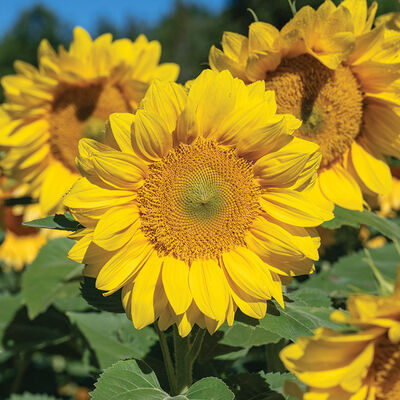 ProCut® Yellow Lite Tall Sunflowers