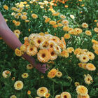 Pacific Apricot Beauty Calendula