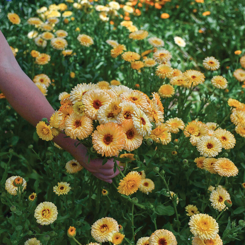 Pacific Apricot Beauty Calendula