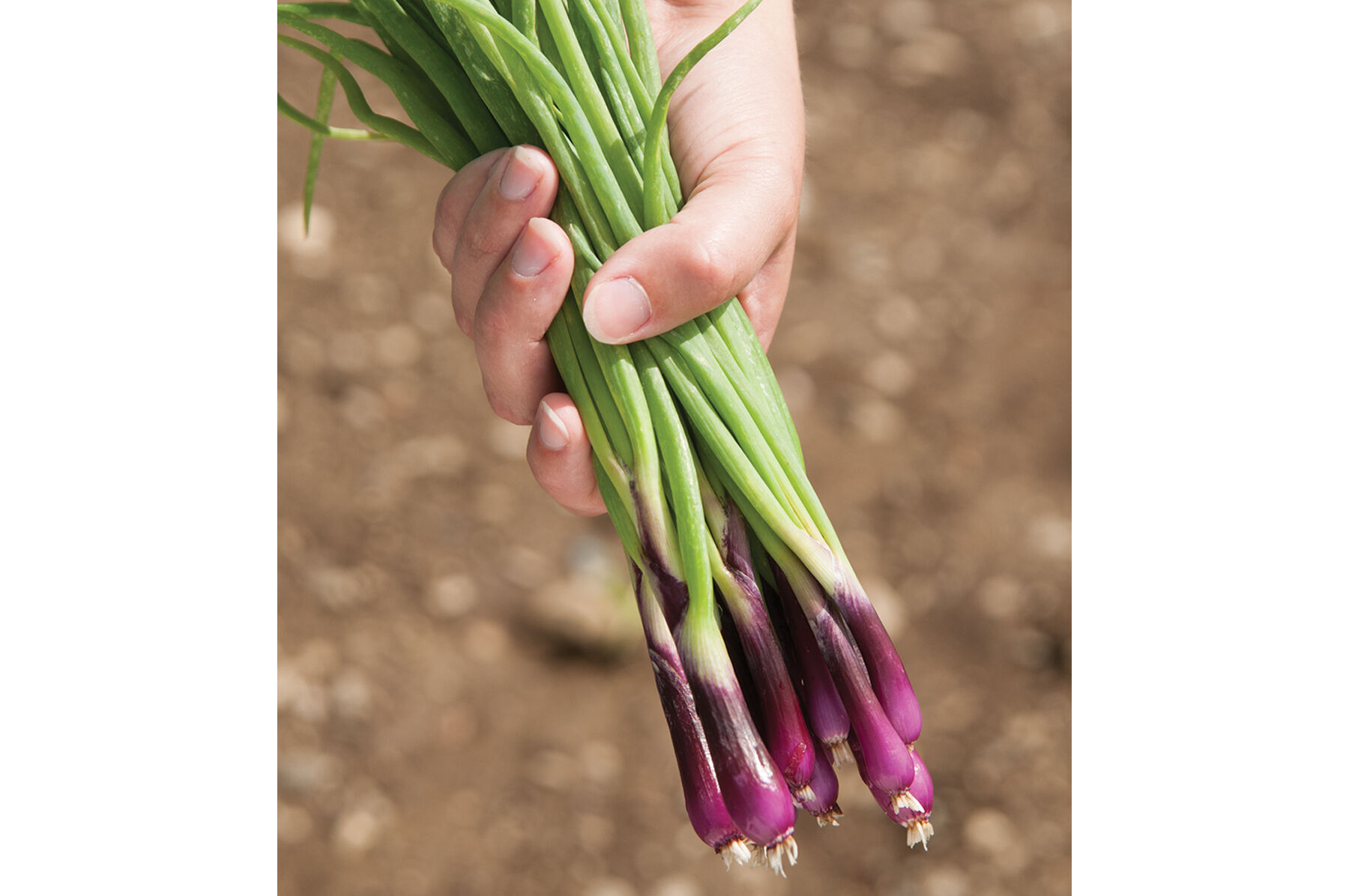 Deep Purple Bunching Onions