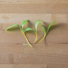 Chard, Yellow Microgreen Vegetables