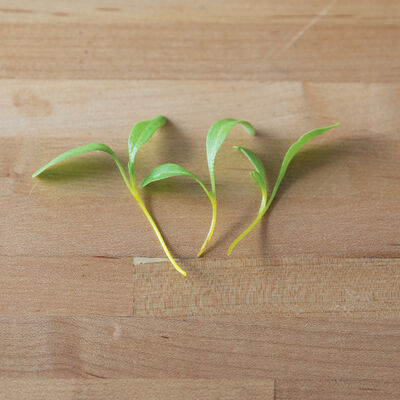 Chard, Yellow Microgreen Vegetables