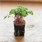 Radish, Hong Vit Microgreen Vegetables