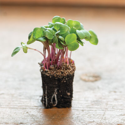Radish, Hong Vit Microgreen Vegetables