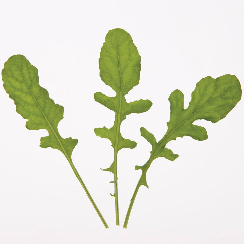 Organic Rocket Salad/Roquette Arugula Seed - 1g