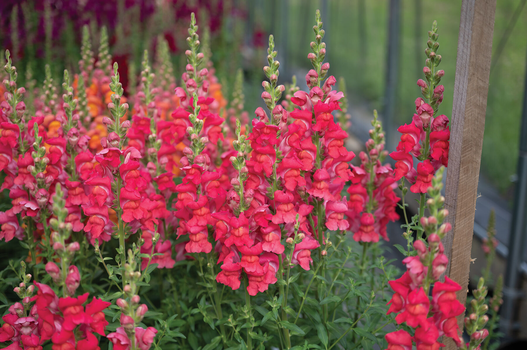 Maryland Flamingo I–II - (F1) Snapdragon Seed | Johnny's