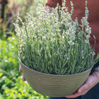 Ellagance White Lavender