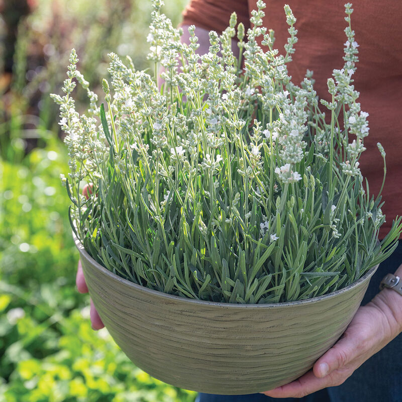Ellagance White Lavender