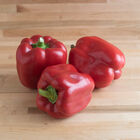 X3R® Red Knight Sweet Bell Peppers