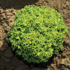 Ilema Lollo Lettuce