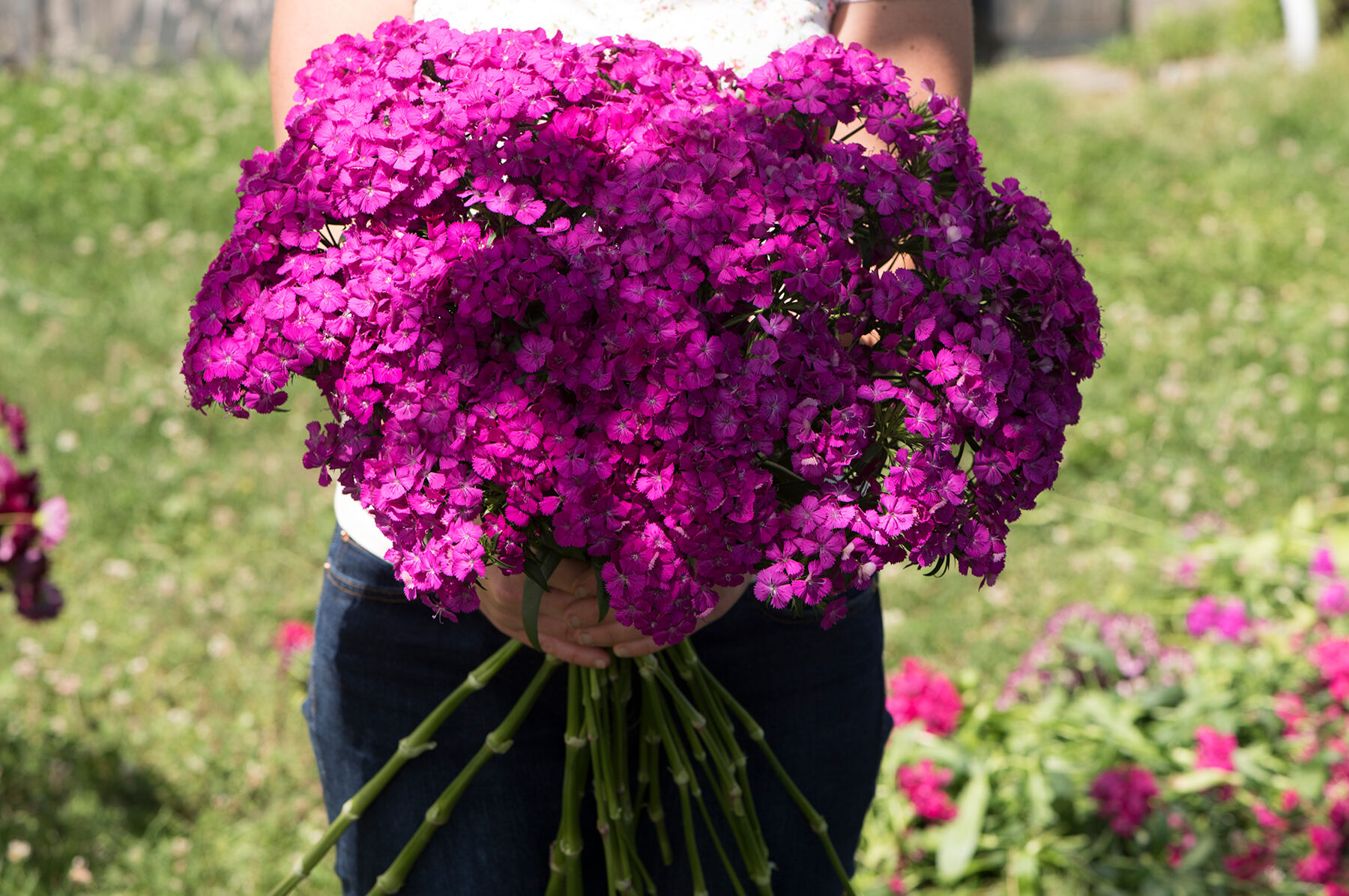 Johnny's Selected Seeds Dianthus Seed