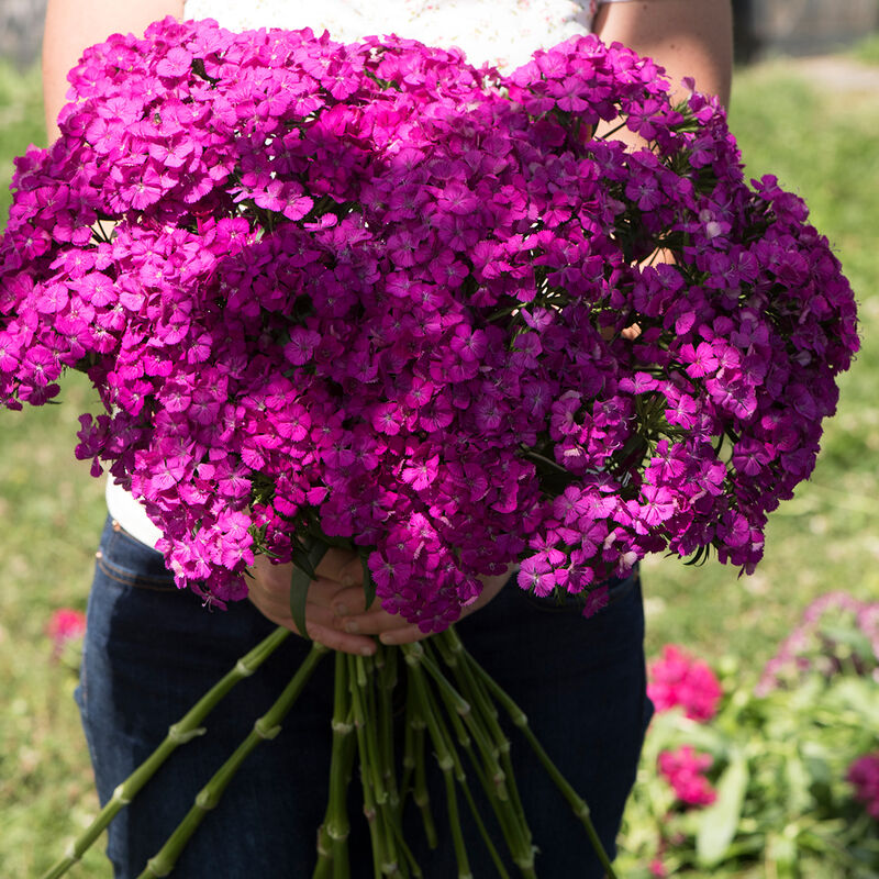 Amazon Neon Purple Dianthus (Sweet William)