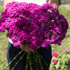 Amazon Neon Purple Dianthus (Sweet William)