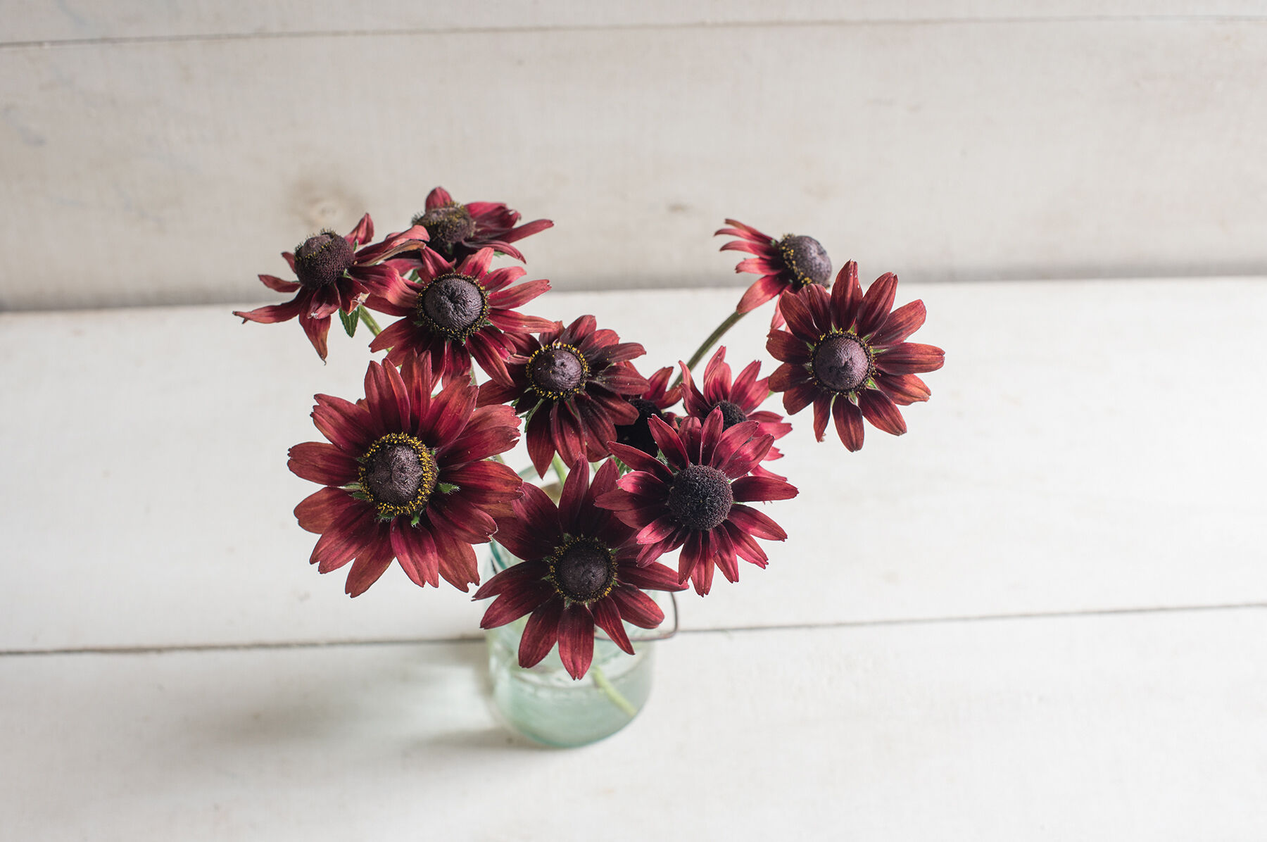 Rudbeckia top cherry brandy