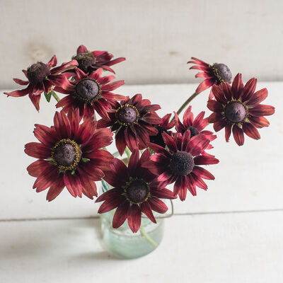 Cherry Brandy Cherry Brandy Rudbeckia (Black-Eyed Susan)