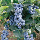 Bluegold Blueberry