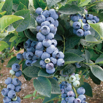 Bluegold Blueberry