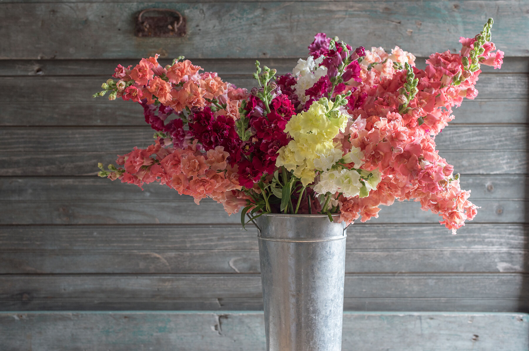Madame Butterfly Mix Snapdragon