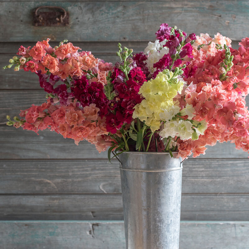 Madame Butterfly Mix Snapdragon