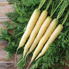 White Satin Main Crop Carrots