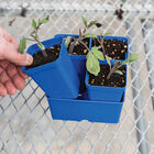 Polypro 5x5 Insert Pots – Blue, 24 Count Plastic Pots