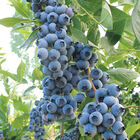 Duke Blueberry