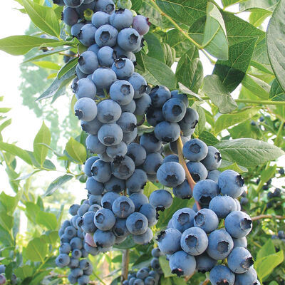 Duke Blueberry