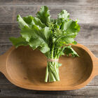Spring Raab Mini Broccoli
